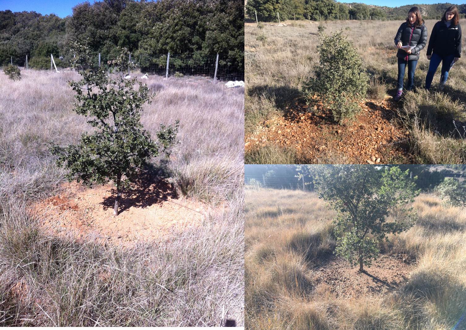 Quemado en una plantación de encina (Q. ilex) inoculada con trufa