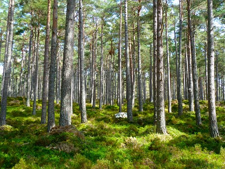 La futura estrategia forestal de la UE para  una gestión de los bosques de calidad