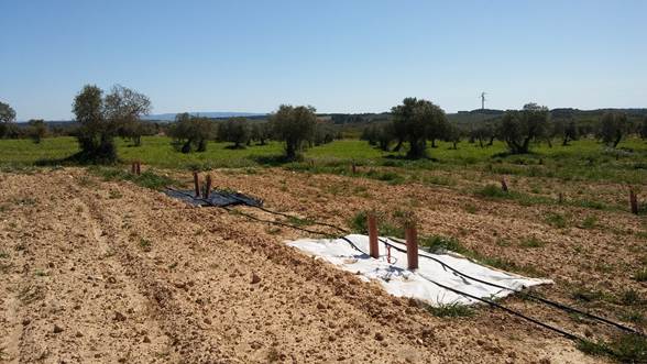 La plantació experimental a Maials