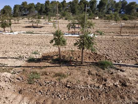 Plantació experimental a Maials