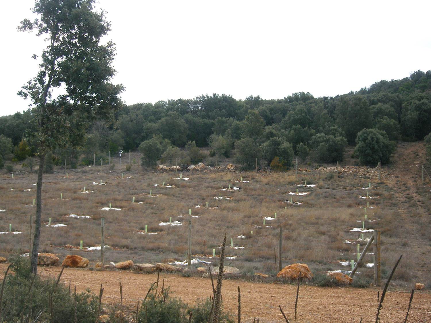 plantacions de tòfona a Maials