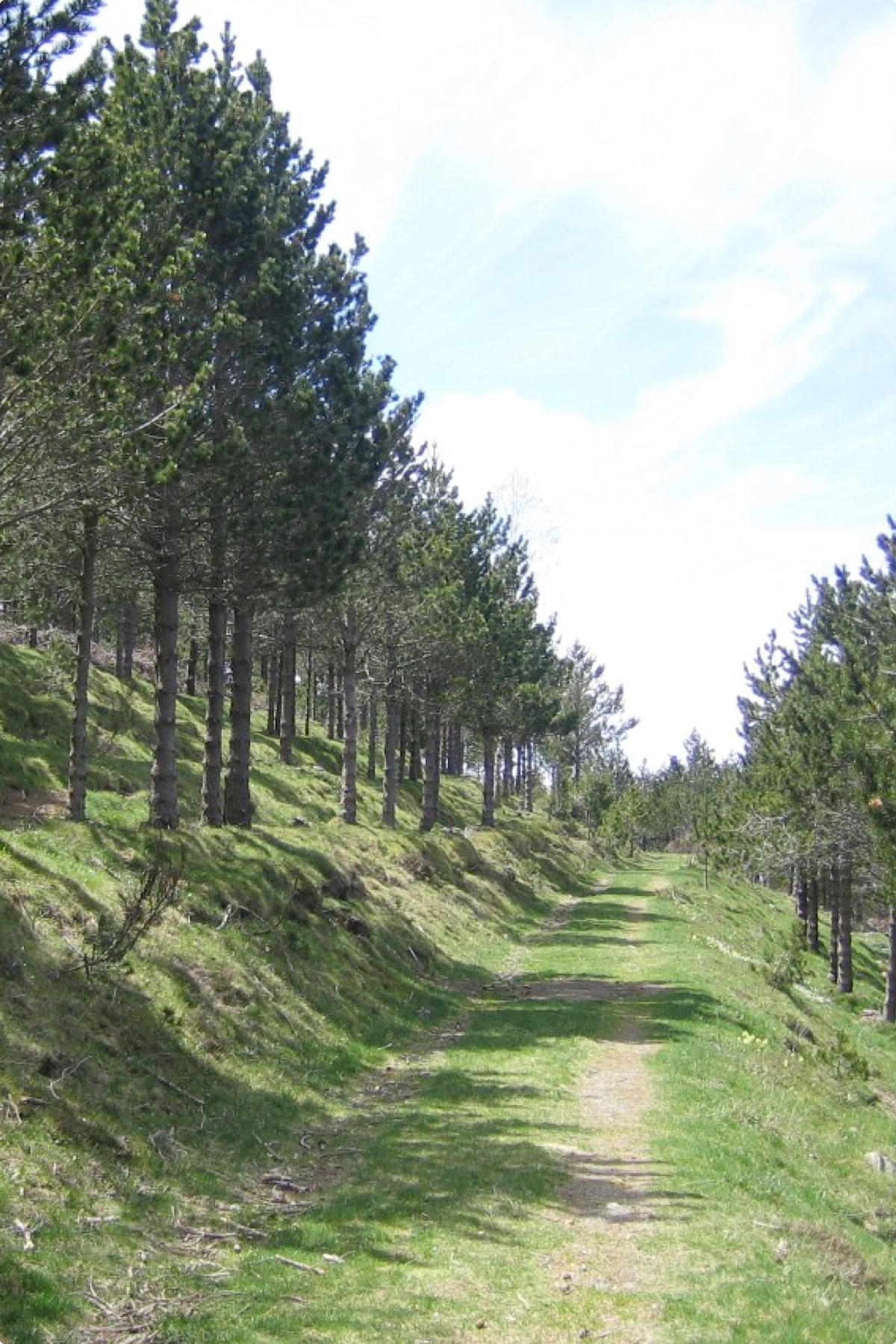 Forestal Catalana SA