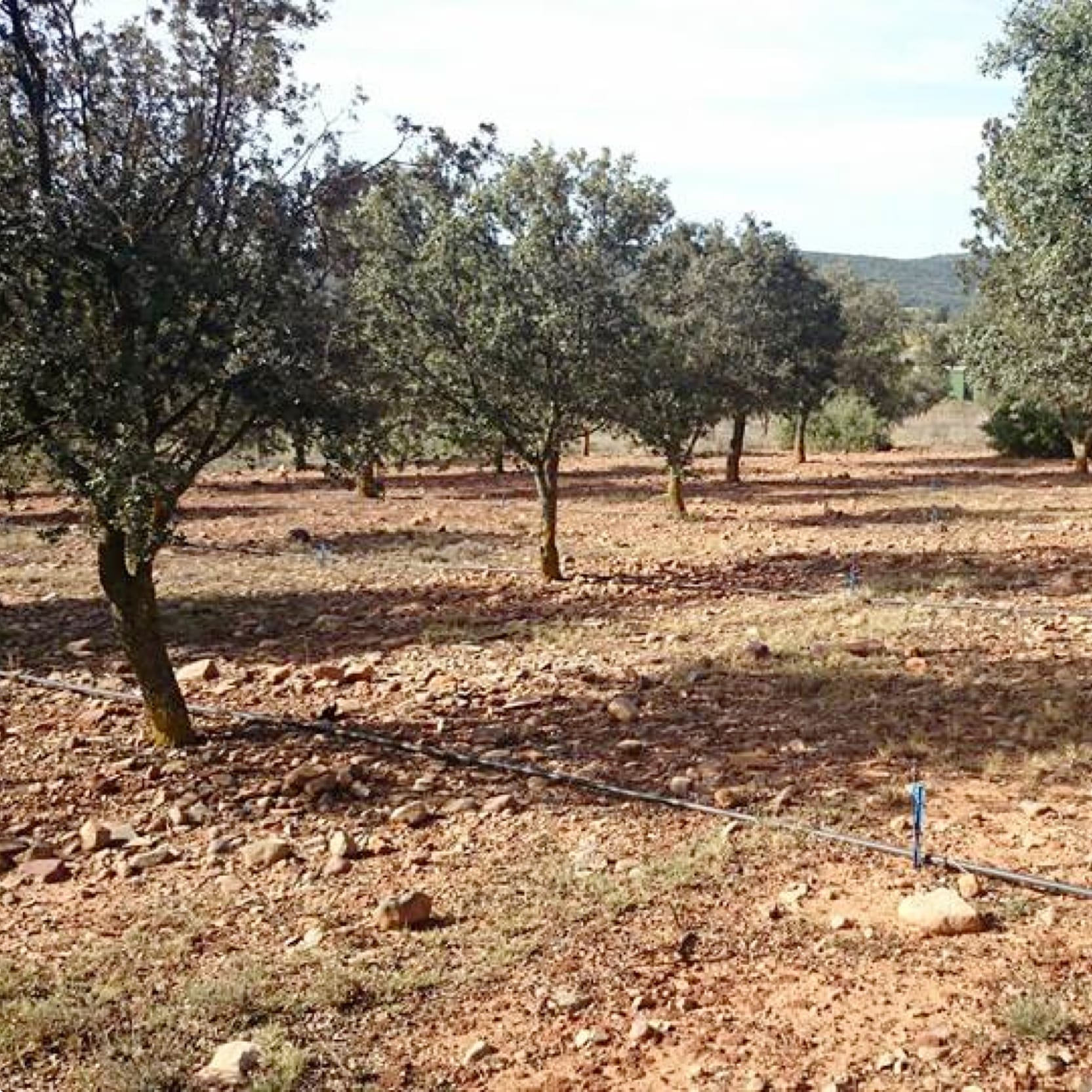 Asociación de Productores de Trufa de Cataluña en Lleida